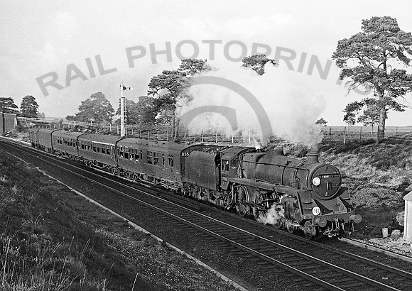73081-Y-NewForest-0363-RPC638