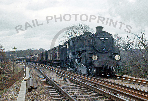 73037-Y-NewForest-0467-BR589