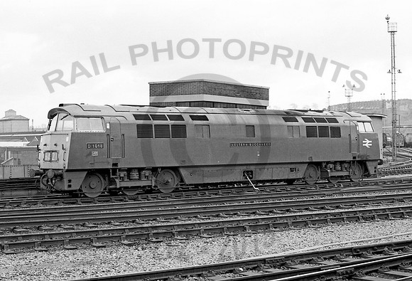 D1018  Bristol BR 0273  NP831