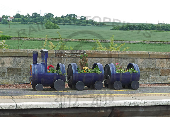 Prestonpans Flower feature 18-06-16 JD
