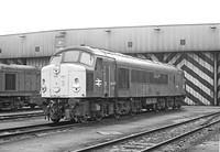 44007-Toton-170479-931