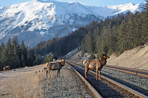 Elk Jasper 200205 JC92