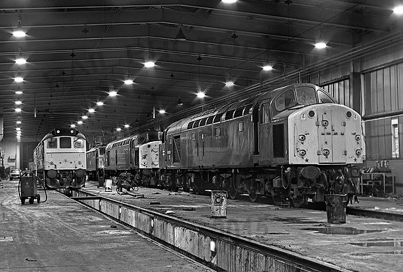 40099-Reddish-250281-JC392