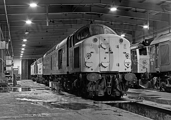 40046-Reddish-250281-JC389